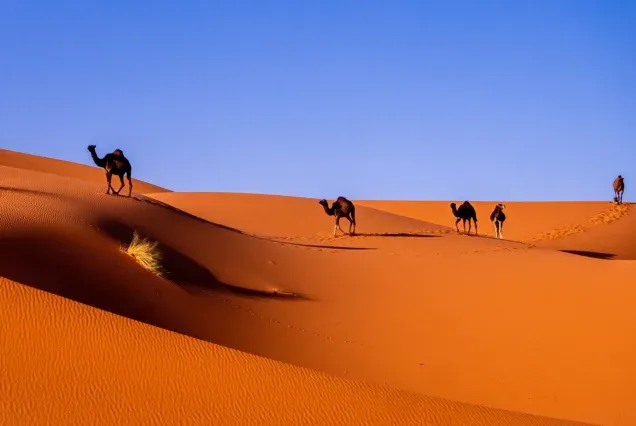 15-Day Combined Journey in Morocco: Mountains, Desert, Atlantic Coast & Cities